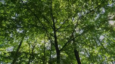 Dağ kayın ormanlarının yaz manzarası