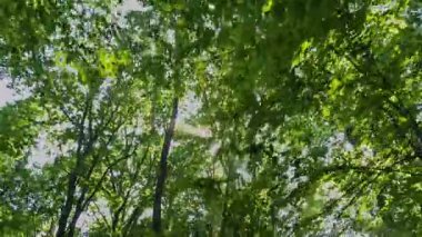 Dağ kayın ormanlarının yaz manzarası