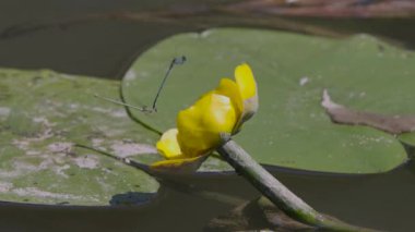 Çiftleşme mevsiminde yaz gölündeki yusufçuk davranışları.