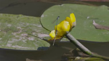 Çiftleşme mevsiminde yaz gölündeki yusufçuk davranışları.