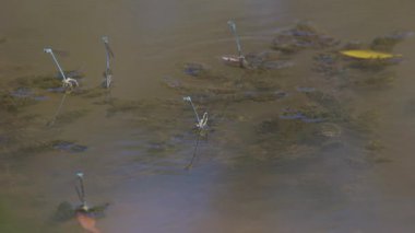 Çiftleşme mevsiminde yaz gölündeki yusufçuk davranışları.