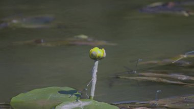 Çiftleşme mevsiminde yaz gölündeki yusufçuk davranışları.