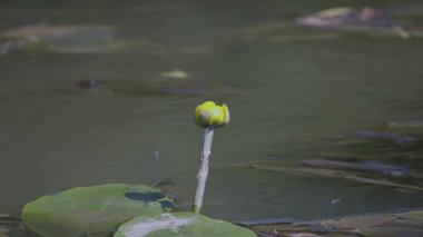 Çiftleşme mevsiminde yaz gölündeki yusufçuk davranışları.
