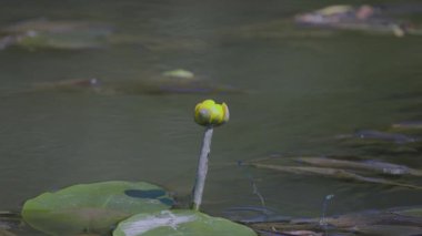 Çiftleşme mevsiminde yaz gölündeki yusufçuk davranışları.