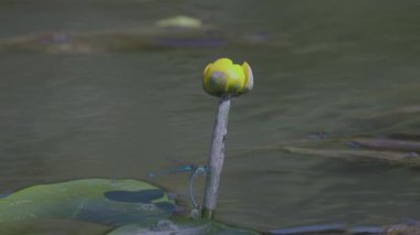 Çiftleşme mevsiminde yaz gölündeki yusufçuk davranışları.