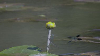Çiftleşme mevsiminde yaz gölündeki yusufçuk davranışları.
