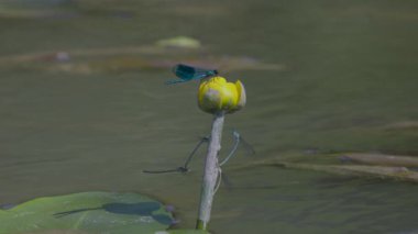 Çiftleşme mevsiminde yaz gölündeki yusufçuk davranışları.