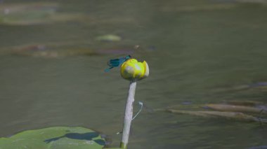 Çiftleşme mevsiminde yaz gölündeki yusufçuk davranışları.