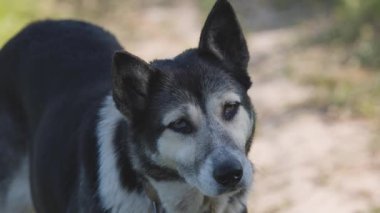 Sıcak bir günde bir çiftlik köpeğinin portresi