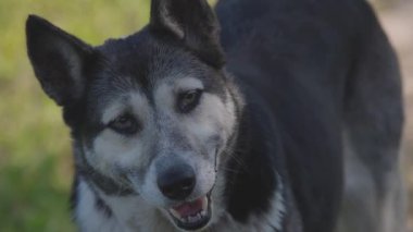 Portrait of a farm dog on a hot day