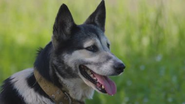 Sıcak bir günde bir çiftlik köpeğinin portresi