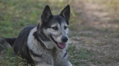Sıcak bir günde bir çiftlik köpeğinin portresi