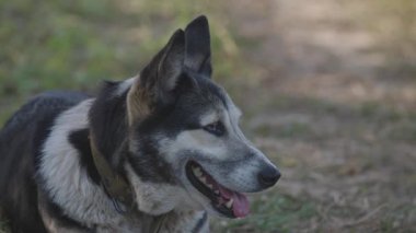 Portrait of a farm dog on a hot day