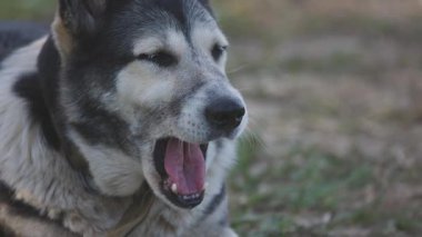 Sıcak bir günde bir çiftlik köpeğinin portresi
