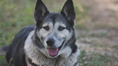 Sıcak bir günde bir çiftlik köpeğinin portresi