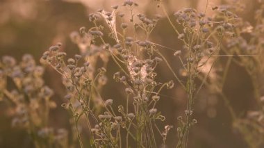 Günbatımında Phalacroloma yıllık çiçeği