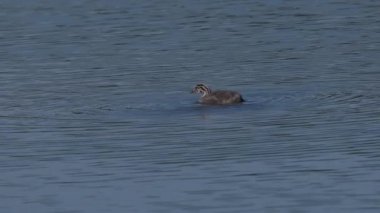 Great Crested Grebe pilici gölde yüzüyor.