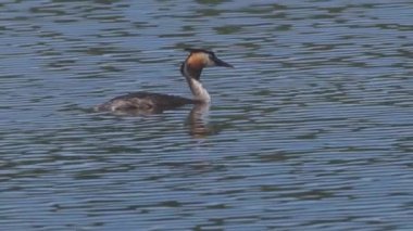 Büyük ibikli yağ gölde yüzüyor.