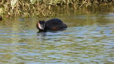 Büyük ibikli yağ gölde yüzüyor.