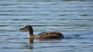 Great Crested Grebe pilici gölde yüzüyor.