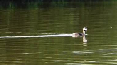 Büyük ibikli yağ gölde yüzüyor.
