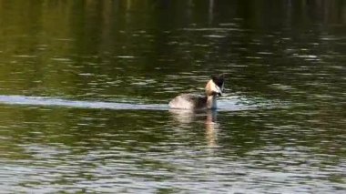 Büyük ibikli yağ gölde yüzüyor.
