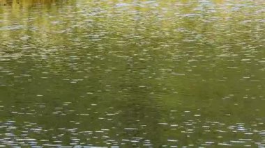Yaz gölünde su yüzeyi dokusu