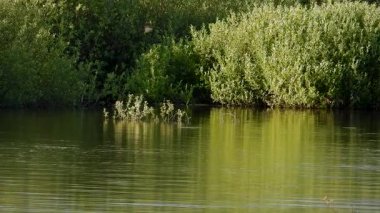 Yaz gölü manzarası gün batımında