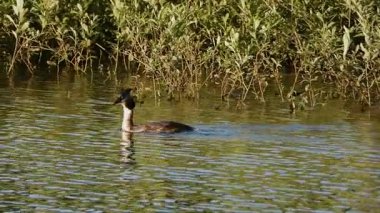 Büyük ibikli yağ gölde yüzüyor.
