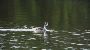 Büyük ibikli yağ gölde yüzüyor.