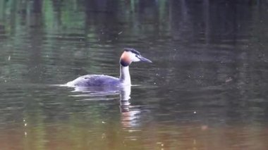 Büyük ibikli yağ gölde yüzüyor.