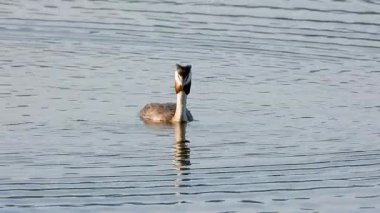 Büyük ibikli yağ gölde yüzüyor.