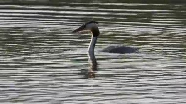 Büyük ibikli yağ gölde yüzüyor.