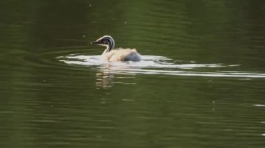 Great Crested Grebe pilici gölde yüzüyor.