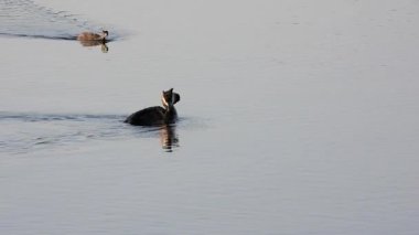 Büyük Armalı Grebe ailesi gölde yüzüyor.