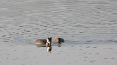 Büyük Armalı Grebe ailesi gölde yüzüyor.