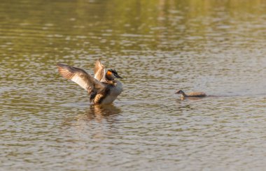 Büyük Armalı Grebe ailesi gölde yüzüyor.