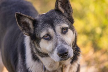Sıcak bir günde bir çiftlik köpeğinin portresi
