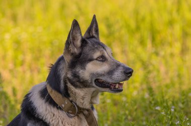 Sıcak bir günde bir çiftlik köpeğinin portresi