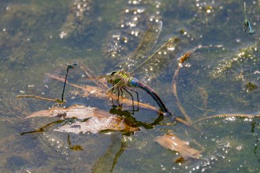 Çiftleşme mevsiminde yaz gölündeki yusufçuk davranışları.