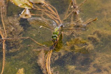Çiftleşme mevsiminde yaz gölündeki yusufçuk davranışları.