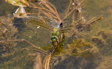 Çiftleşme mevsiminde yaz gölündeki yusufçuk davranışları.