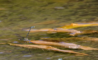 Çiftleşme mevsiminde yaz gölündeki yusufçuk davranışları.