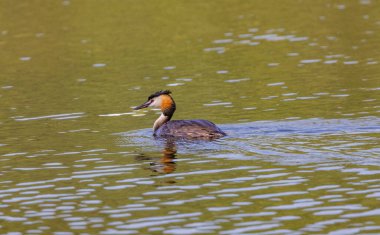 Büyük ibikli yağ gölde yüzüyor.