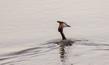 Büyük ibikli yağ gölde yüzüyor.
