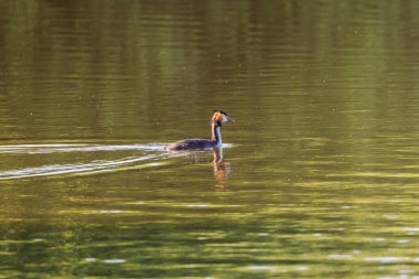Büyük ibikli yağ gölde yüzüyor.