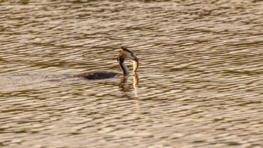 Büyük ibikli yağ gölde yüzüyor.