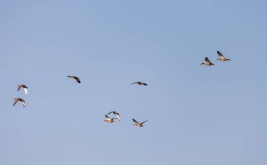 Uçan vahşi ördek sürüsü