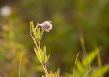 Çayırdaki yonca trifolium dubiyum meyvesi.