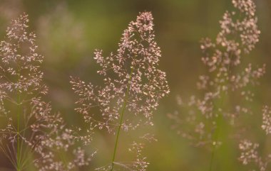 Bahar çayırında Holcus lanatus L